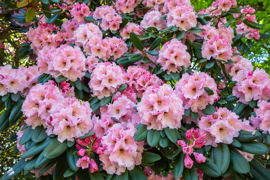 rhododendron 'The Master'