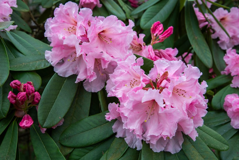 rhododendron 'The Master'