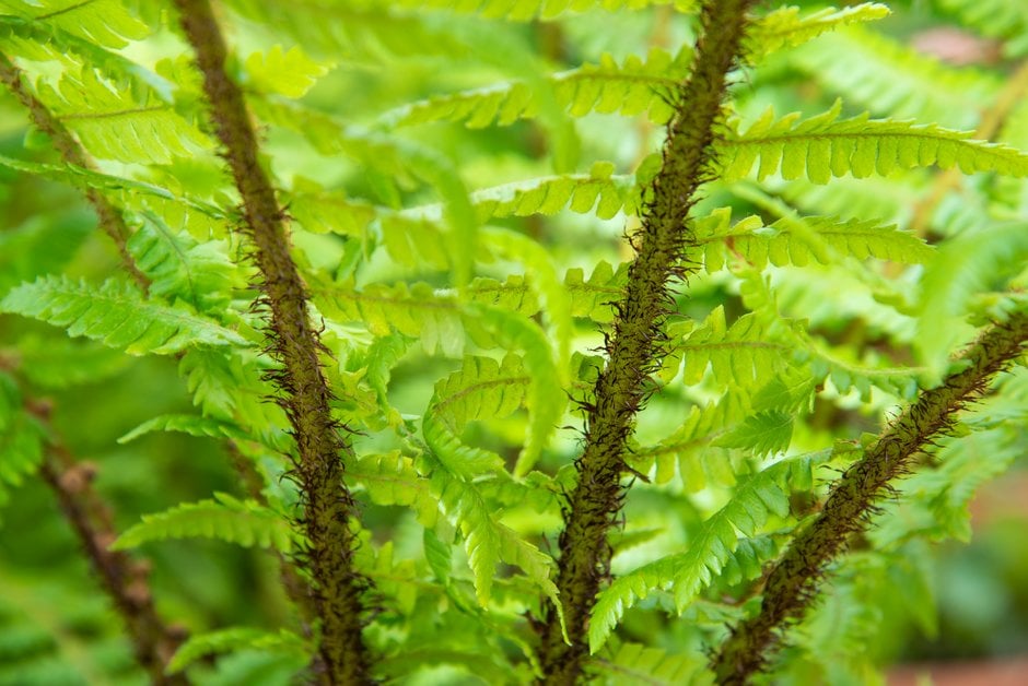 Dryopteris crassirhizoma | thick-stemmed wood fern Ferns/RHS Gardening