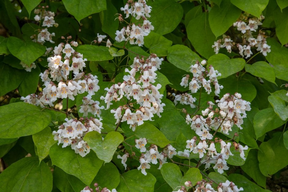 Indian bean tree