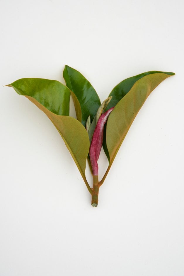 evergreen magnolia 'Victoria'