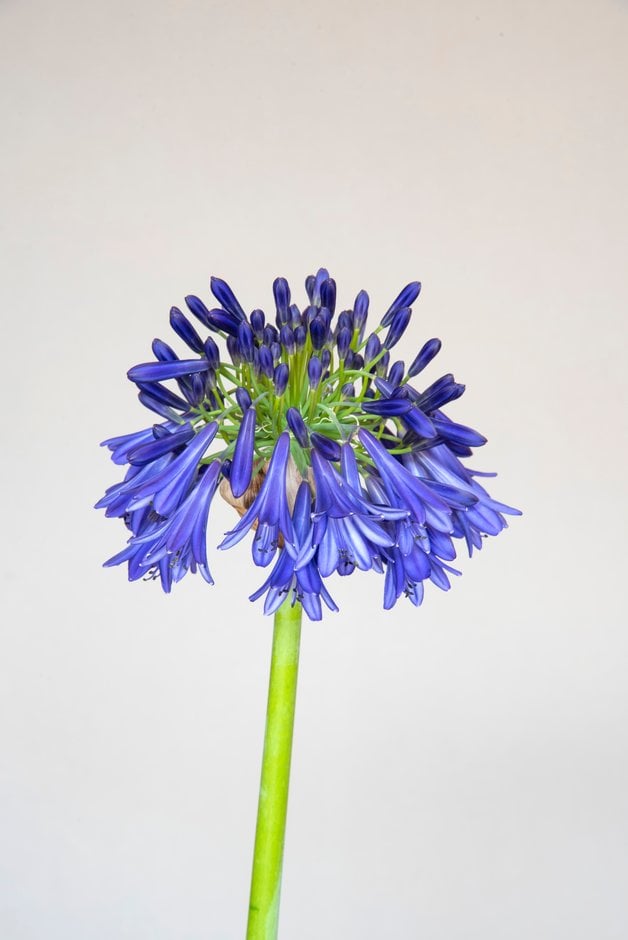 African lily 'Hanneke'