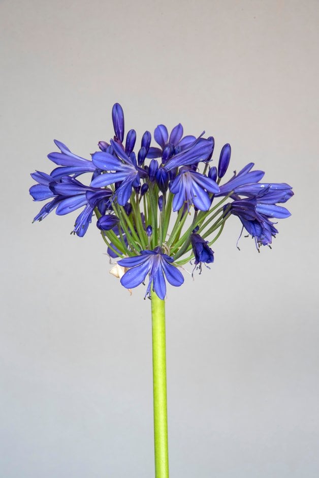 African lily 'African Skies'