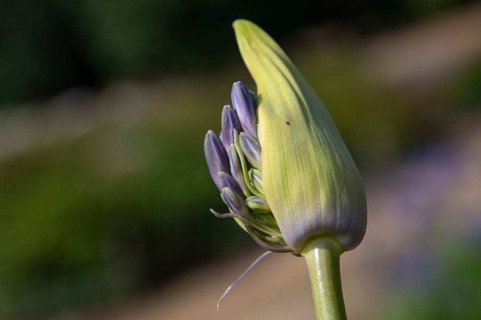African lily 'Maureen'