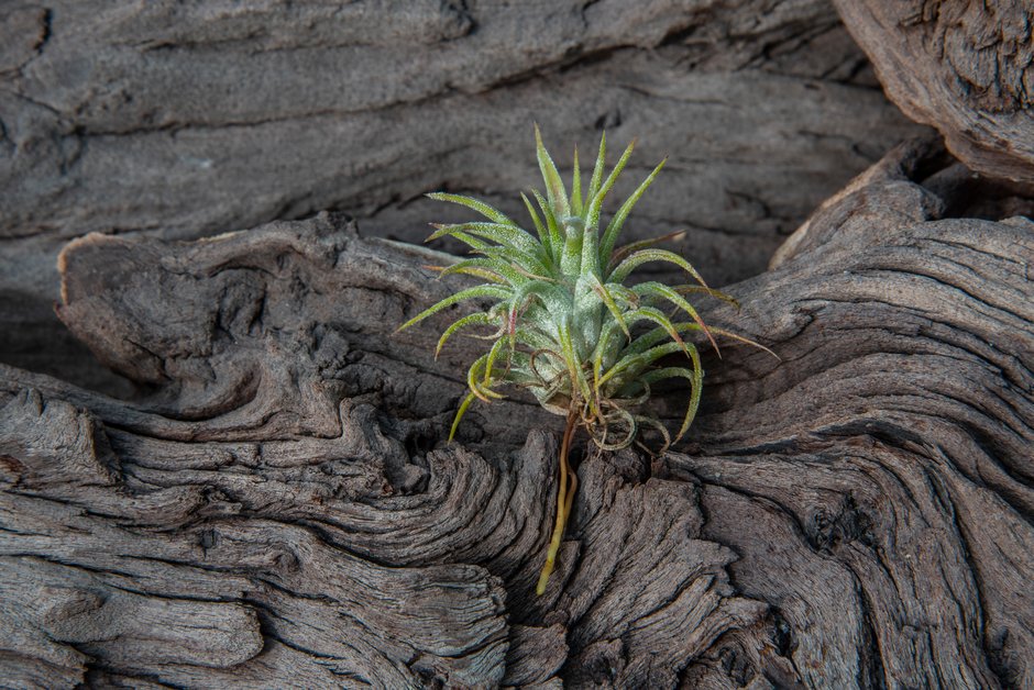 sky plant from Mexico
