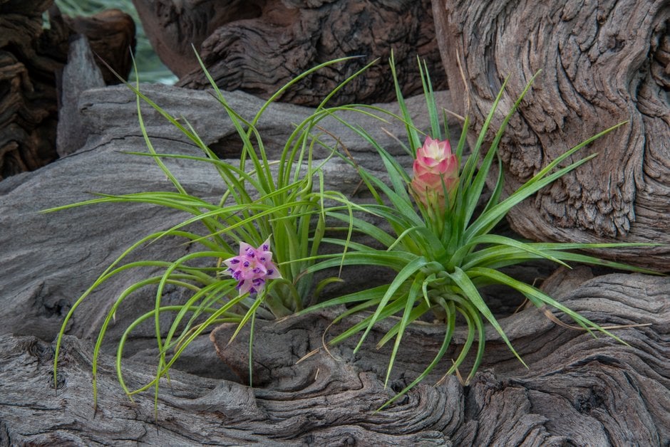 <em>Tillandsia</em>