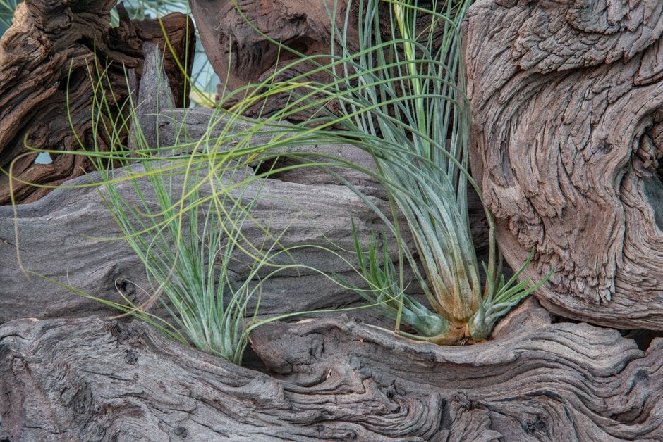 rush-like air plant