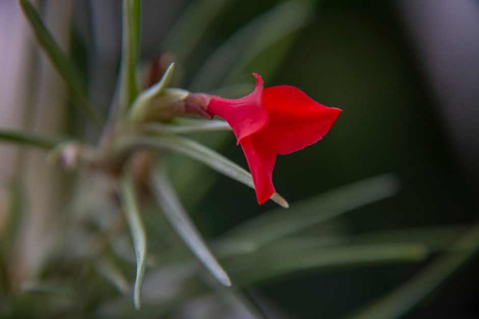 <em>Tillandsia</em>