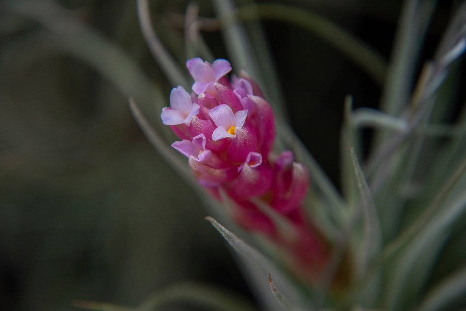 <em>Tillandsia</em>