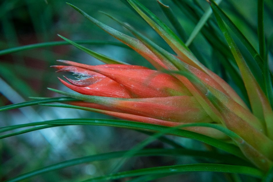 <em>Tillandsia</em>
