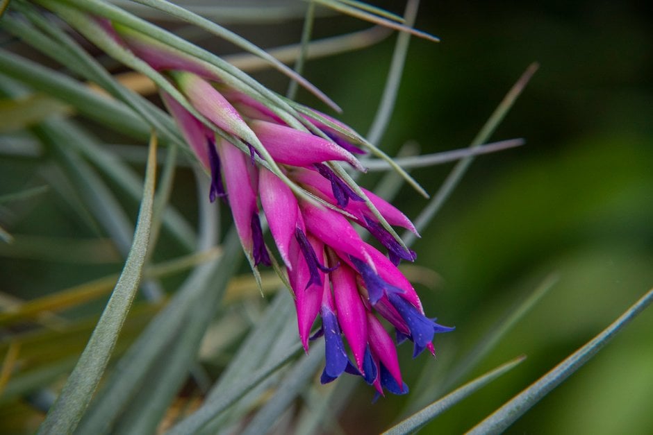 <em>Tillandsia</em>