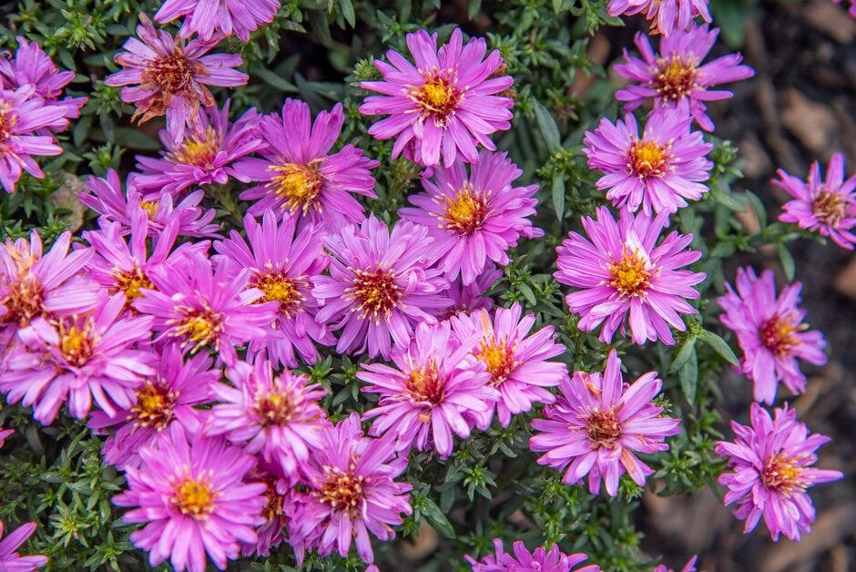 Michaelmas daisy 'Rosenwichtel'