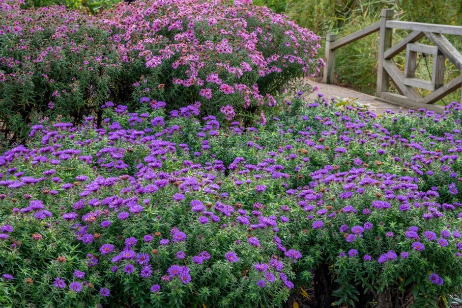 Michaelmas daisy 'Purple Dome'