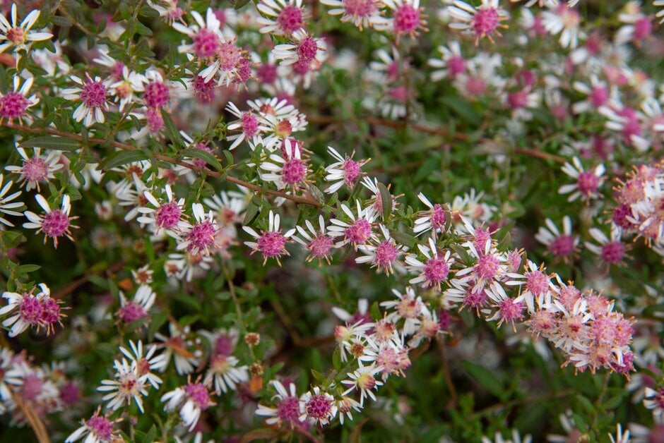 calico aster 'Lady in Black'