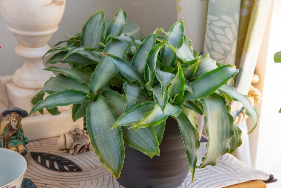 <em>Murdannia</em> <em>loriformis</em> <span style="font-variant: small-caps;">Bright Star</span> ('Ppimur004') (v)