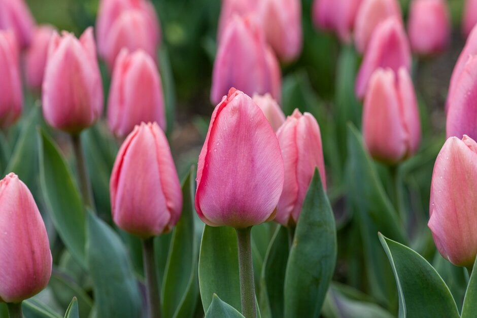 tulip 'Maskovri'