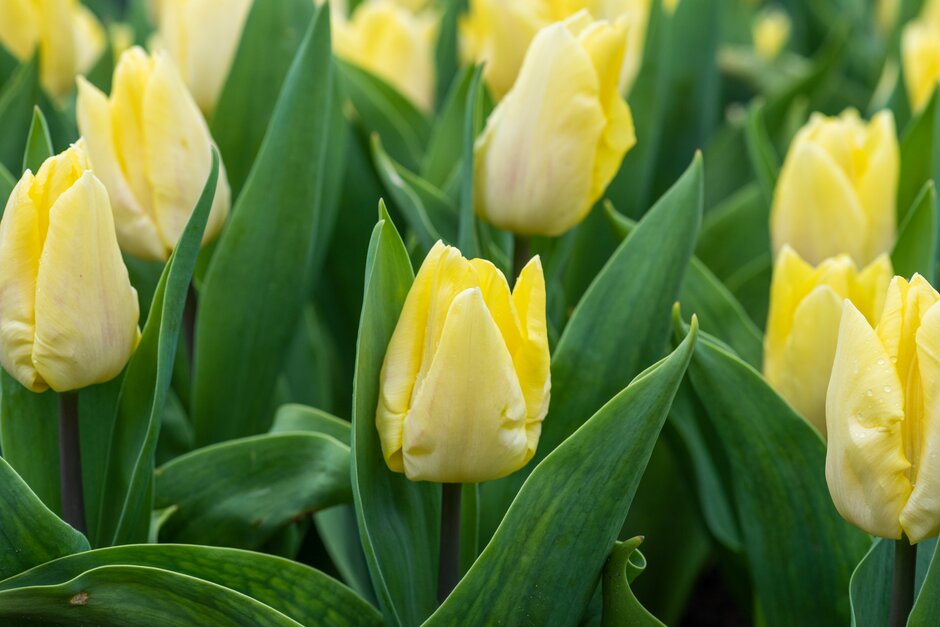 tulip 'Sunny Prince'
