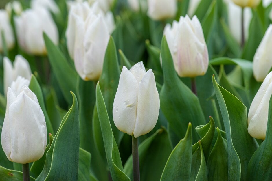 tulip 'White Prince'