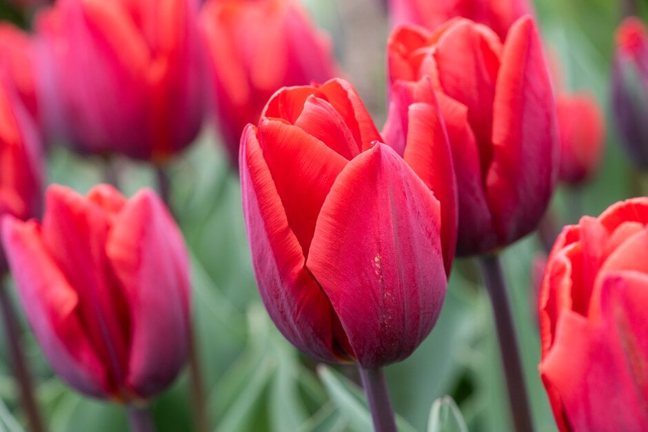 tulip 'Couleur Cardinal'