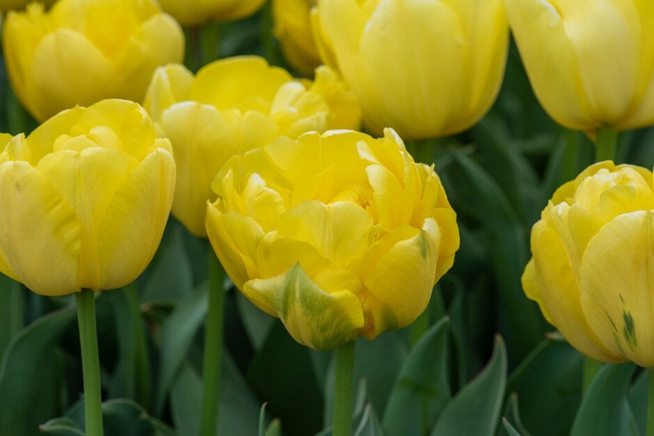 tulip 'Double Trouble'