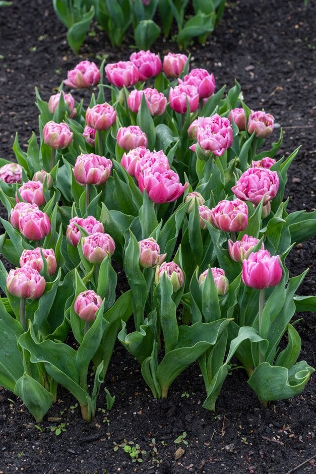 tulip 'Dressing'