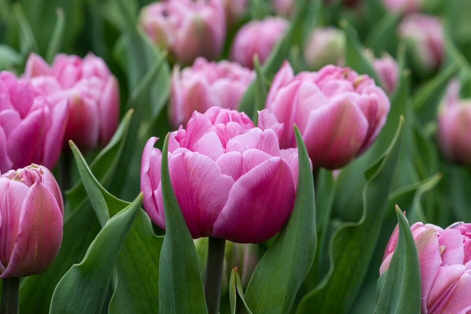 tulip 'Dressing'