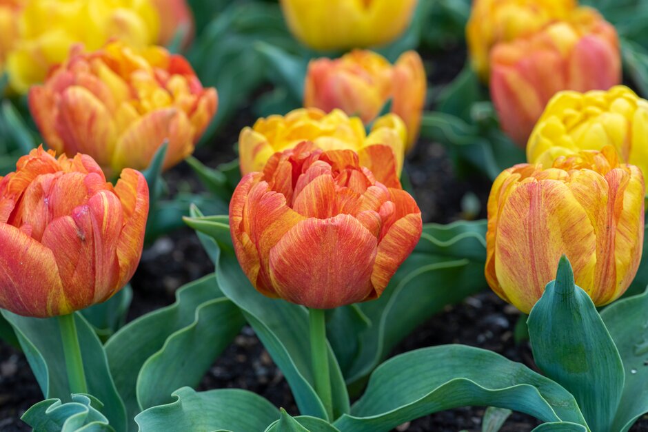 tulip 'Flaming Baby