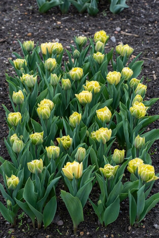 tulip 'Foxy Foxtrot'