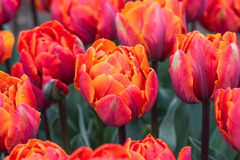 tulip 'Hermitage Double'