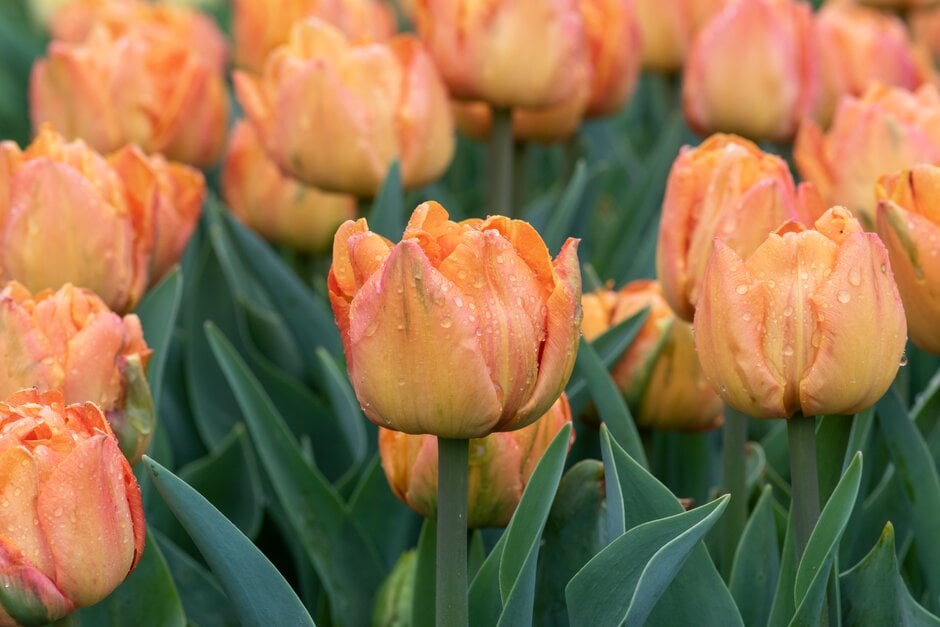 tulip 'Lorenzo'
