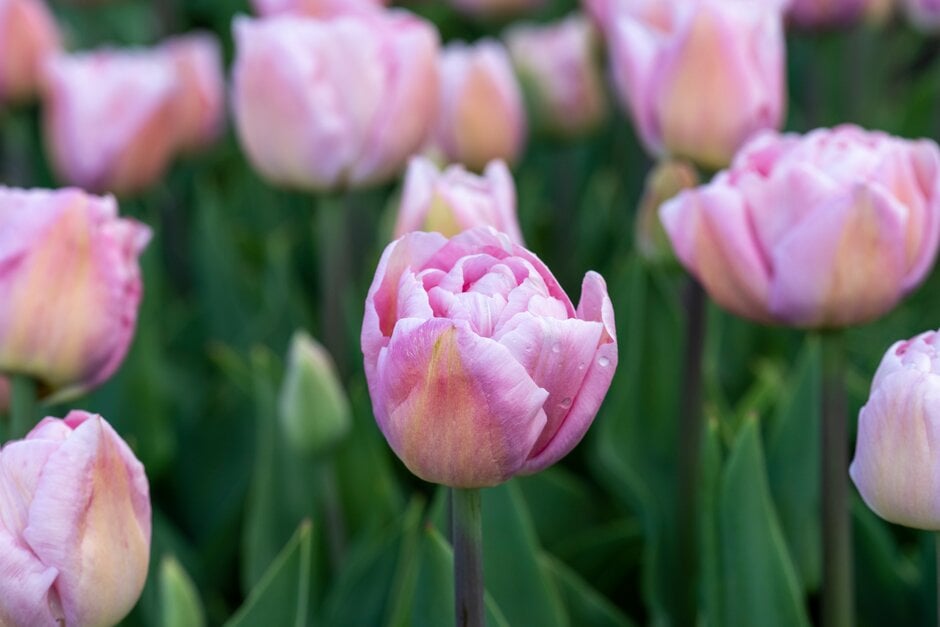 tulip 'Mariage'