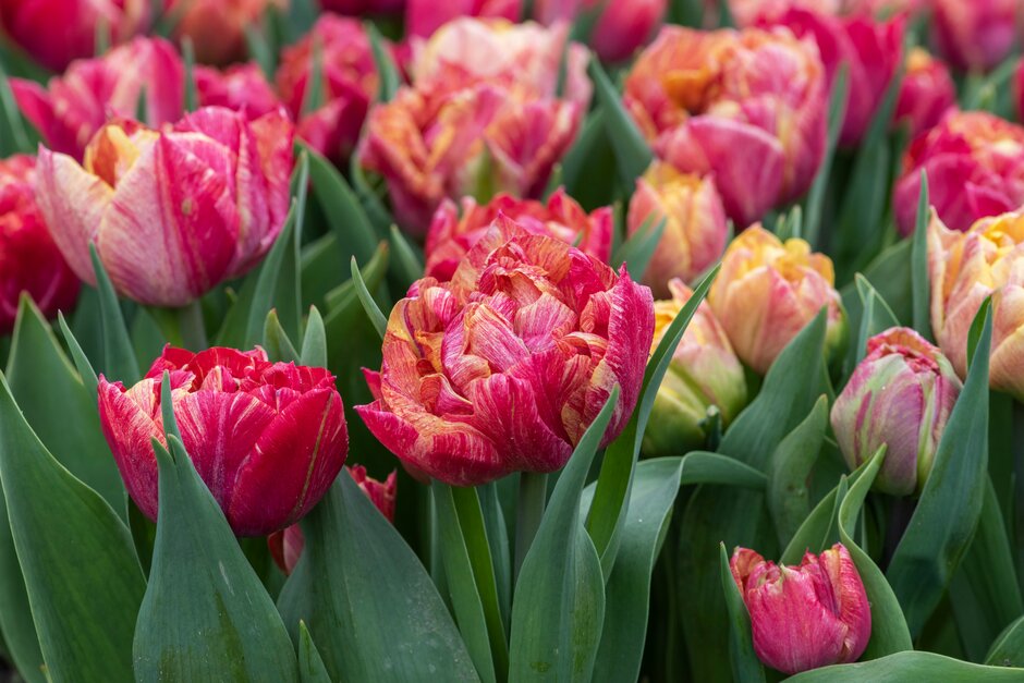 <i>Tulipa</i> 'Mystic Perfume' (2)