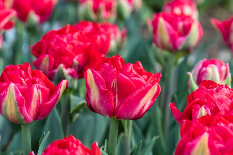 tulip 'Pamplona'