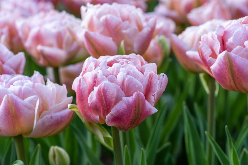 tulip 'Pink Mist'