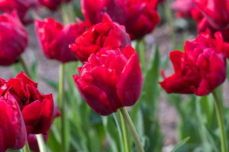 tulip 'Scarlet Verona'
