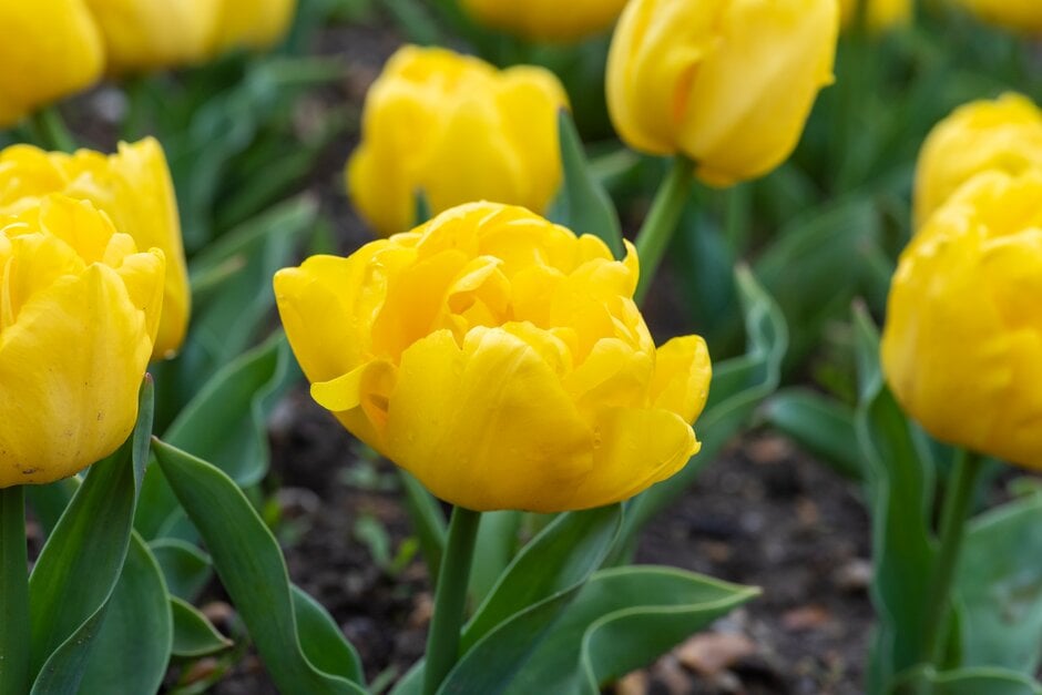 tulip 'Yellow Baby'