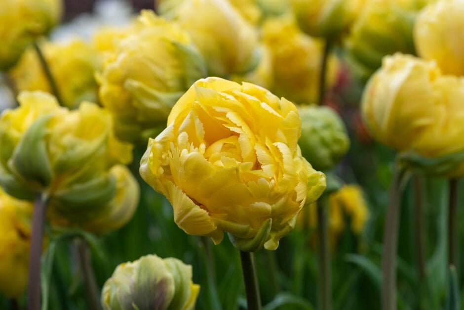 tulip 'Yellow Margarita'