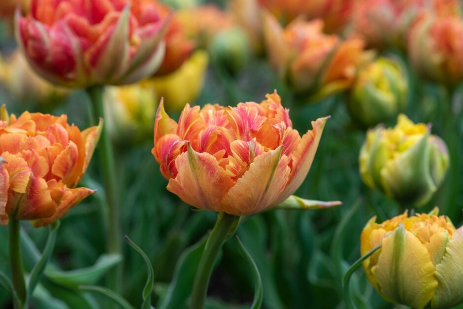 tulip 'Aga Kahn'