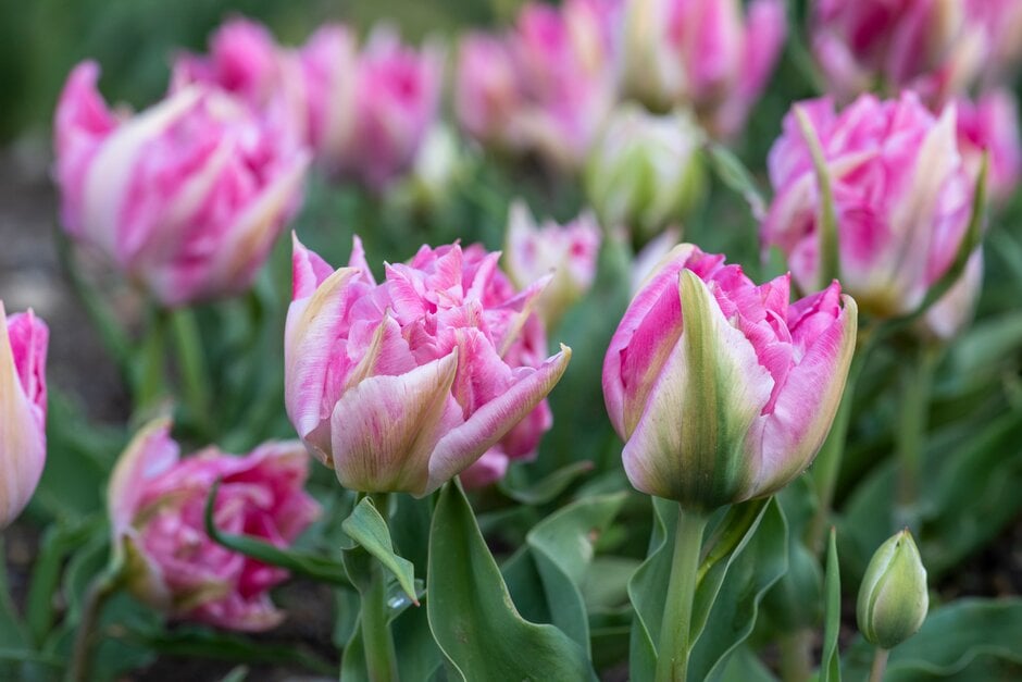 tulip 'Peach Blossom'