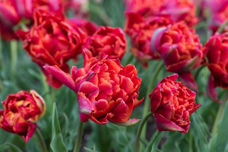 <i>Tulipa</i> 'René Menard' (2)