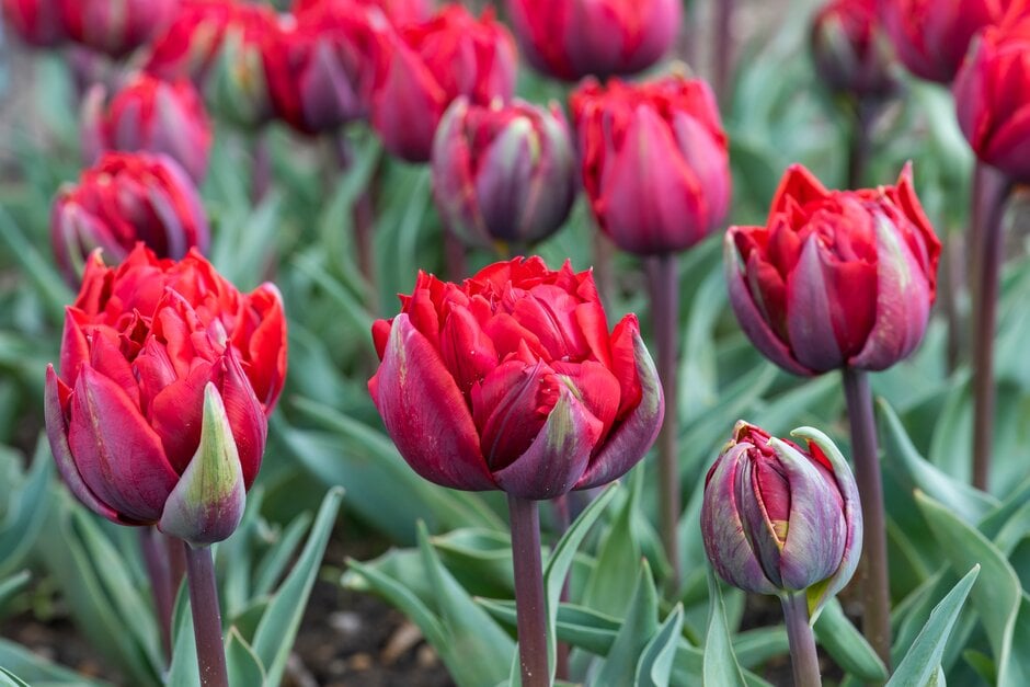 tulip 'Red Princess'
