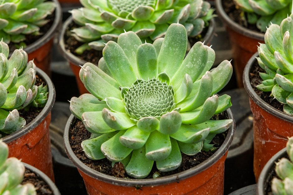 spiny pennywort