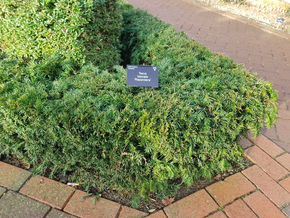 yew 'Repandens'