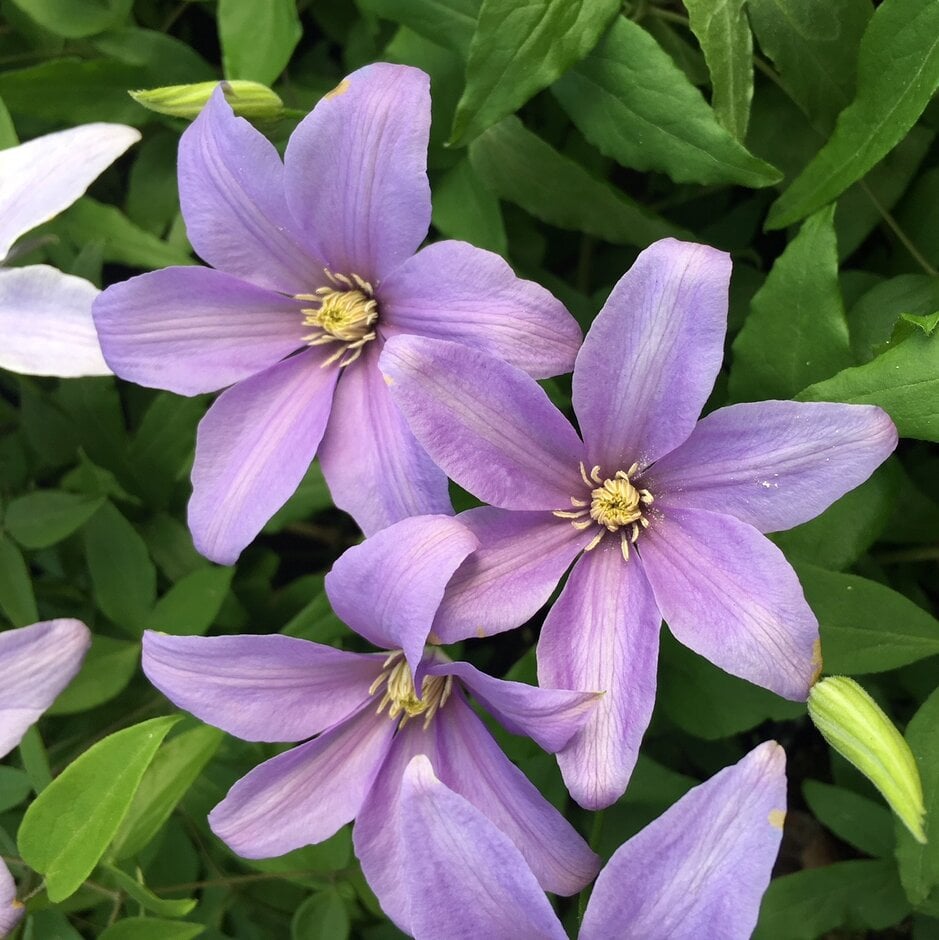 clematis 'Scented Clem'