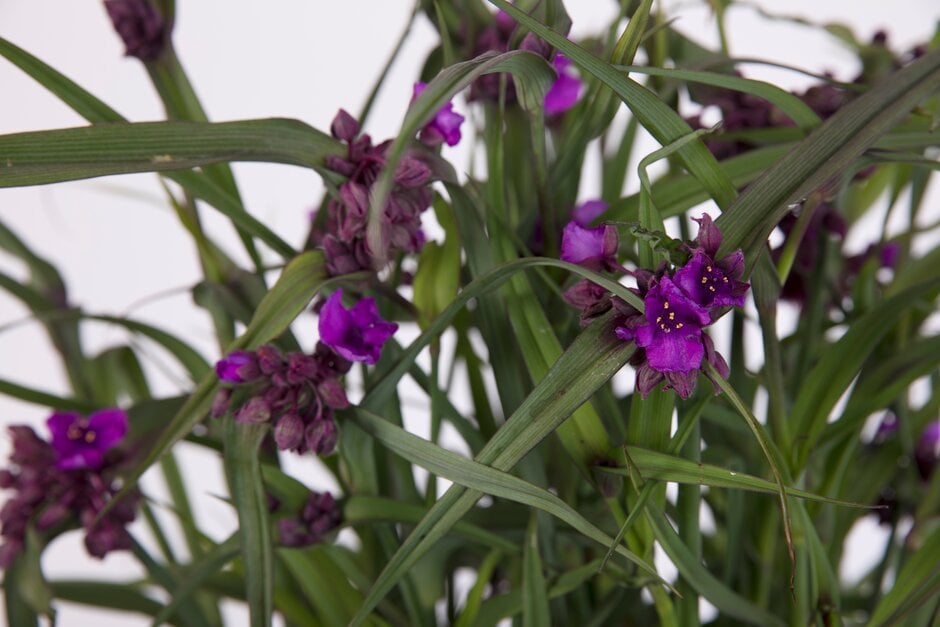 Tradescantia (Andersoniana Group) 'JS Brainstorm'|spider lily 'JS