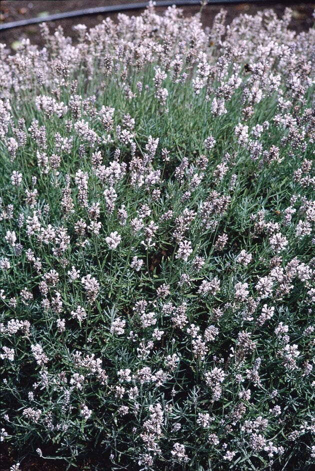 English lavender 'Wendy Carlile'