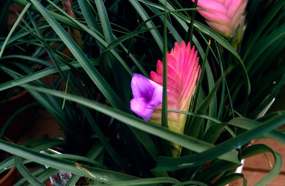 <em>Tillandsia</em>