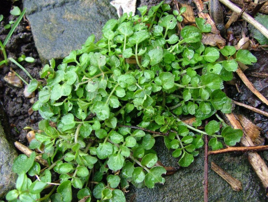 hairy bittercress