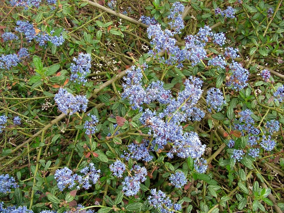 Californian lilac 'Tilden Park'