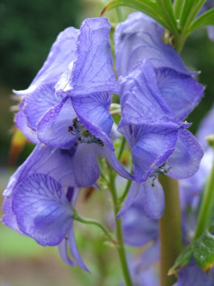 <em>Aconitum</em> <em>burnatii</em>